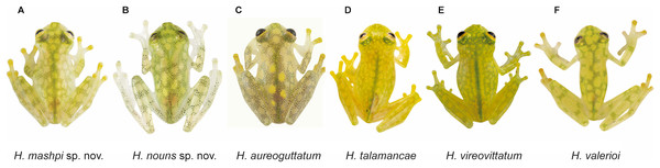 Dorsal patterns of glassfrogs in life.