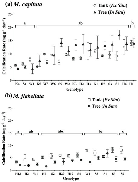 Calcification rate of corals by genotype and culture method.