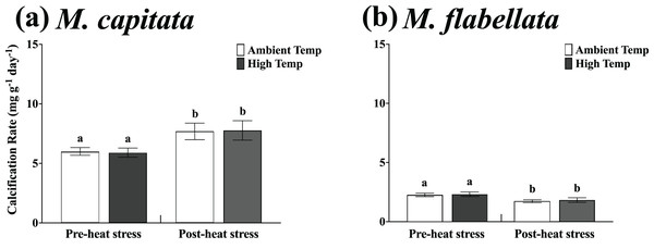 Calcification rate of ambient vs high temperature preconditioned corals on trees, pre- and post-heat stress.