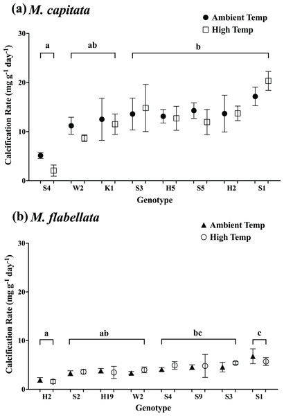 Calcification rate of corals by genotype and previous temperature treatment.