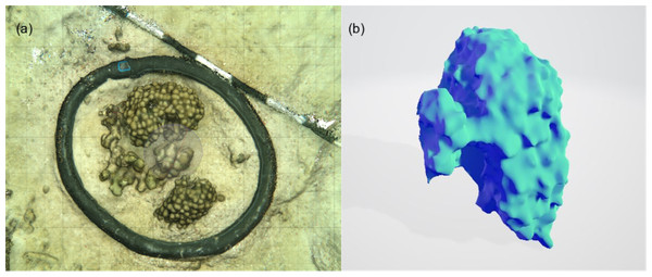 An example of the 3D model generated for each of the incubated patches to measure surface area of complex structures and to estimate the volume occupied by the organism.
