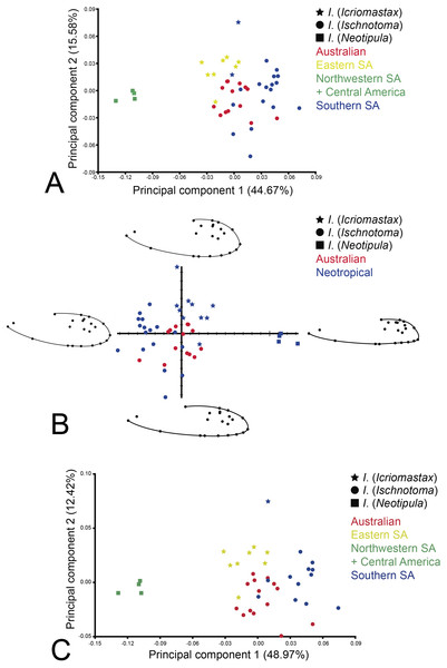 PCA of the two first factors based on scores of 22 landmarks of 45 species of Ischnotoma.