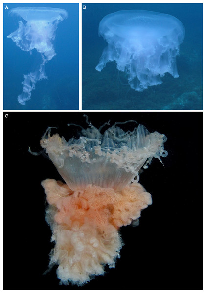 Phacellophora fried egg jellyfish in the Azores.