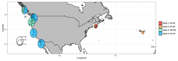 COI haplotype frequency map of clades of Phacellophora camtschatica s.l. (as designated in Fig. 7).