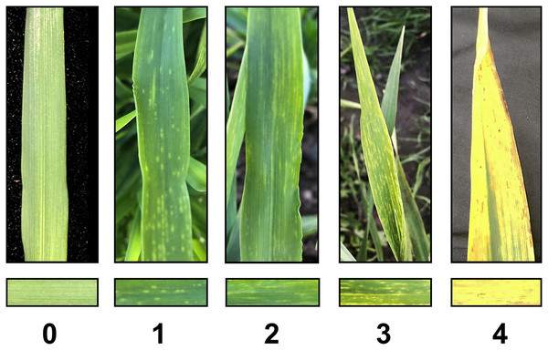 BaYMV disease grade under natural disease nursery.