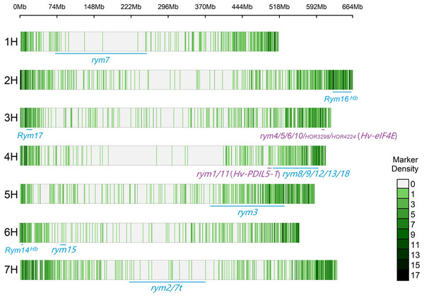 Distribution of molecular markers used in this study and known BaYMV disease resistance genes on barley chromosomes.