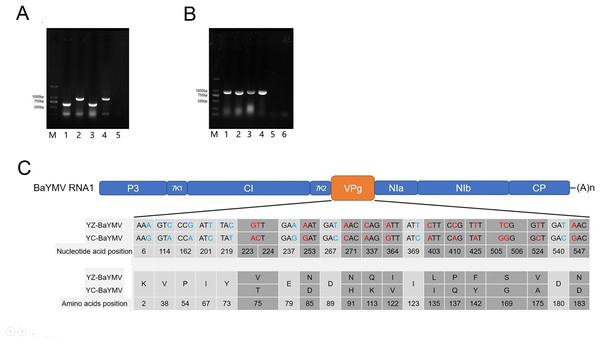 Sequence analysis of BaYMV.