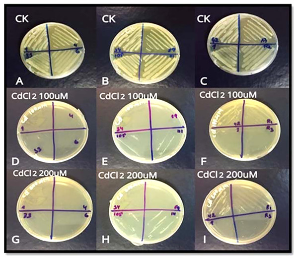 (A–I) Growth of three resistant bacterial strains (S6D1–42, S6D1–105 and S2D2–111) under Cd (100 and 200 µM) stress.