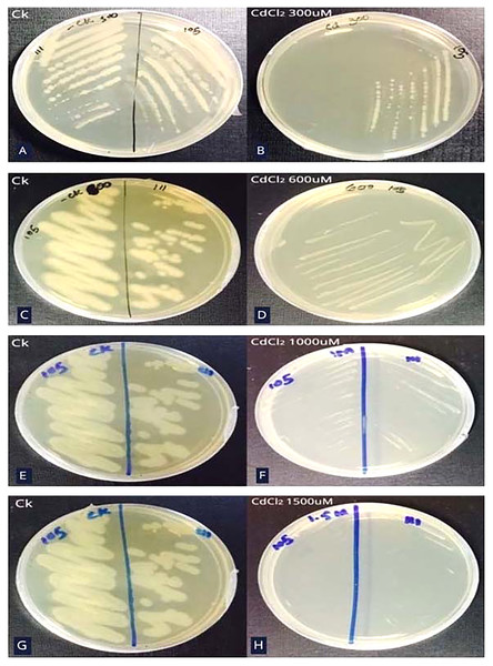 Minimum inhibitory concentration (MIC) of Cd resistant bacteria.