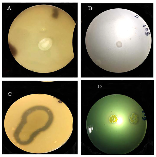 Halo-zone formation during the following plant growth promoting tests: (A) potassium solubilization, (B) phosphate solubilization, (C) protease production, (D) siderophore production.