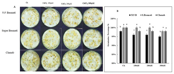 (A) Rice seeds germination percentage, (B) screening of rice genotypes under Cd stress.