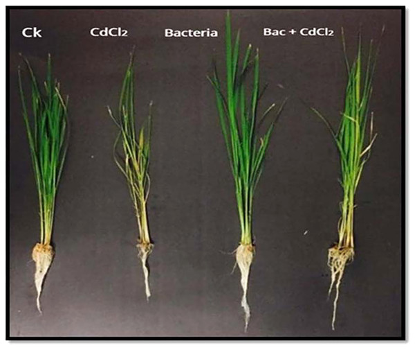 Effect of B. cereus S6D1–105 and Cd stress on the shoots and roots length of rice.