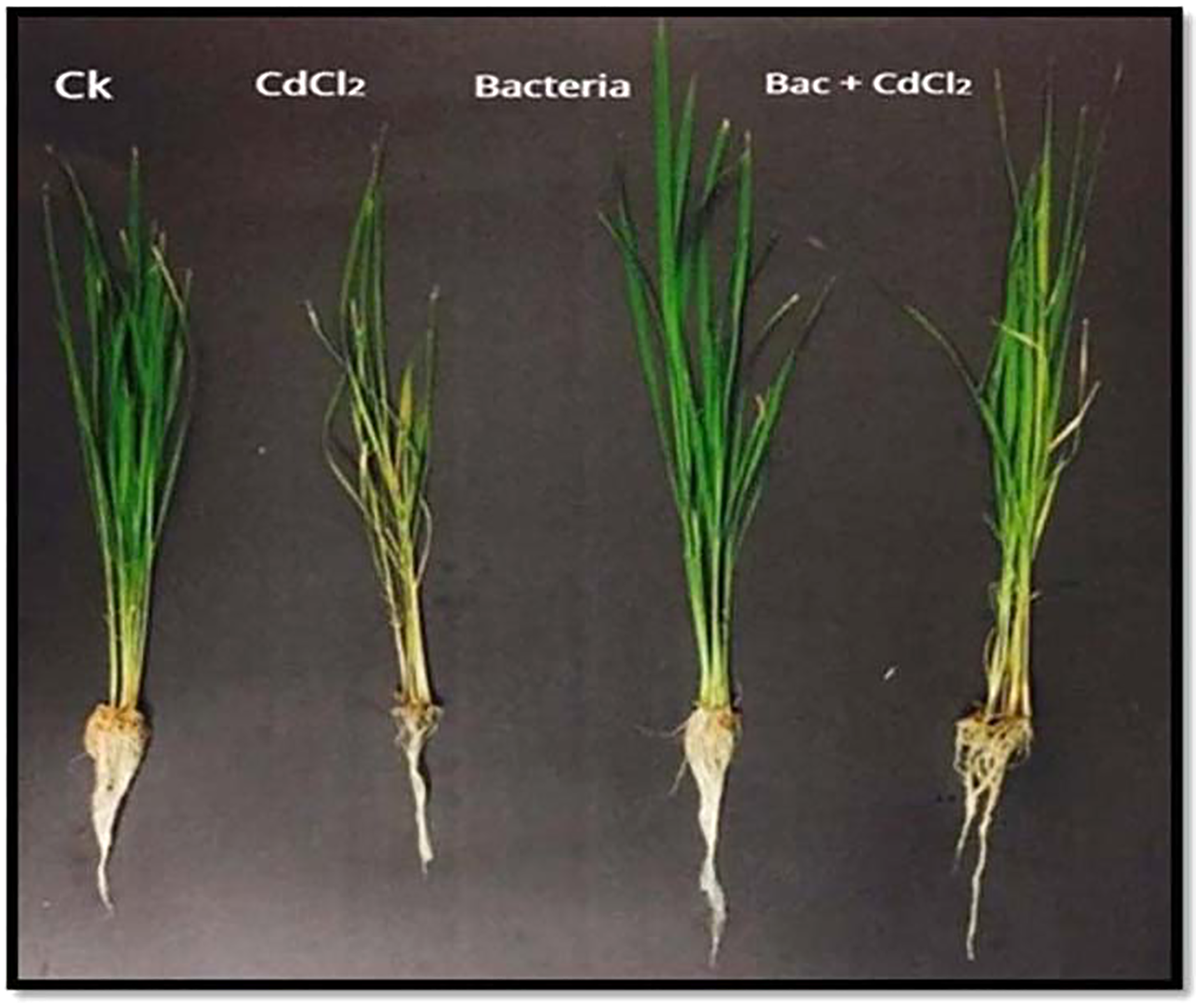 Alleviation of cadmium stress in rice by inoculation of Bacillus