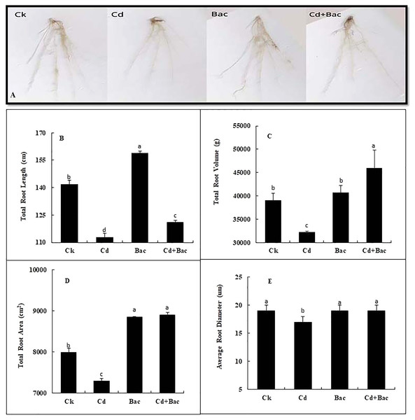 Effect of B. cereus S6D1–105 inoculation on root morphology. (A) root scanning images of different treatments, (B) total root length, (C) total root volume, (D) total root area, (E) average root diameter.