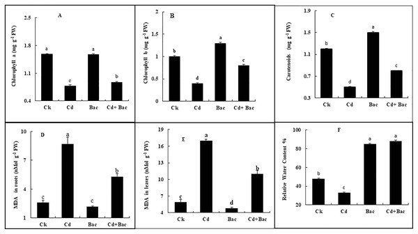 Effect of B. cereus S6D1–105 inoculation and Cd on (A) chlorophyll a, (B) chlorophyll b, (C) carotenoid, (D) malonaldehyde (MDA) content in the roots, (E) malonaldehyde (MDA) content in leaves, (F) relative water content of rice plants.