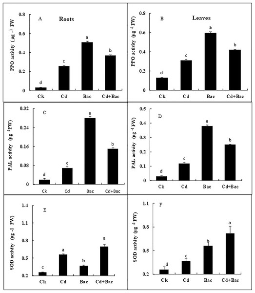 Effect of B. cereus S6D1–105 inoculation and Cd stress on antioxidant enzymes (PPO, PAL, and SOD) contents in roots (A) and leaves (B) of Super Basmati rice plants exposed to Cd stress.