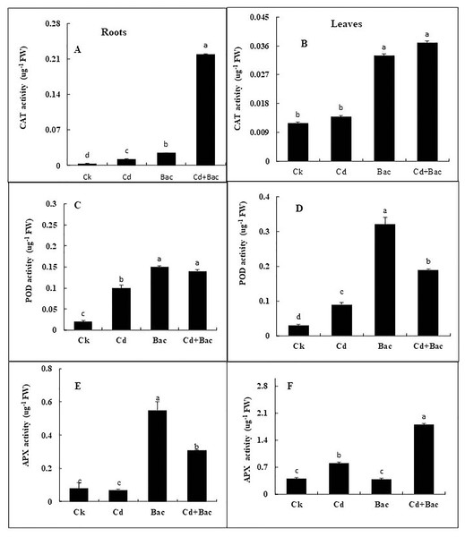 Effect of B. cereus S6D1–105 inoculation and Cd stress on antioxidant enzymes (CAT, POD, and APX) contents in roots (A) and leaves (B) of Super Basmati rice plants exposed to Cd stress.