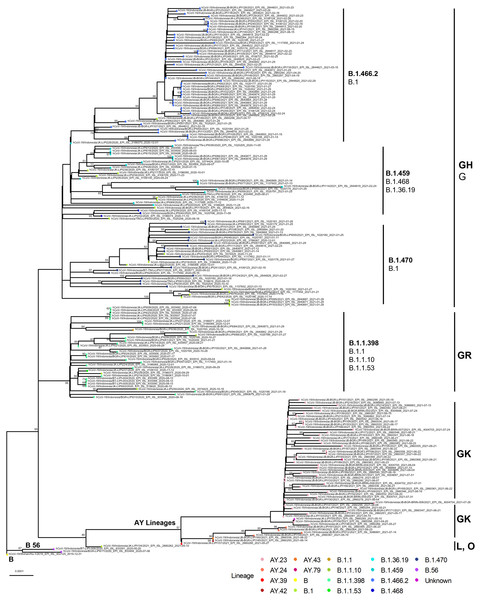 Phylogenetic tree from 202 viruses, representing 17 lineages and six GISAID clades.