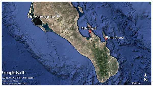 Geographic localization of sponge sample collecting. Pichilingue and Punta Arena locations in Baja California Sur.