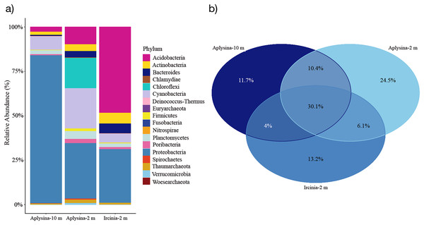 Microbial assemblage of Aplysina sp and Ircinia sp at different depths.