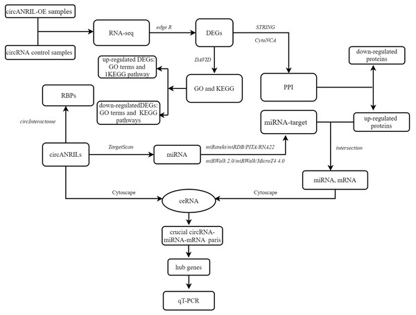 Flow diagram of study design.