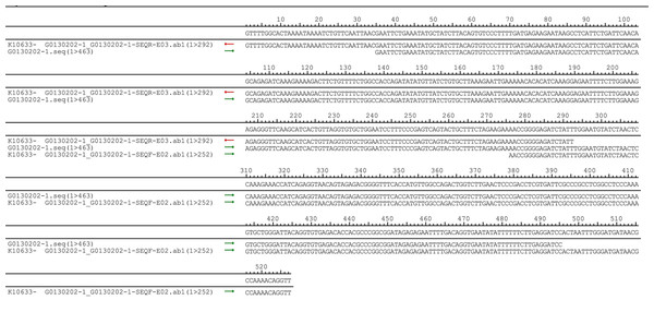 DNA sequencing confirmed of the pUC57-hsa_circ_0008574 recombinant.
