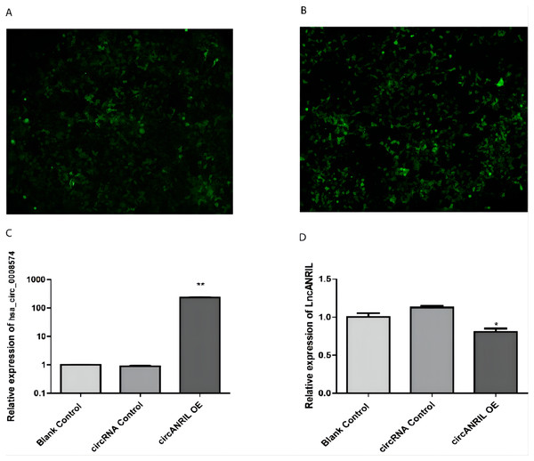 Transfection efficiency of each group of cells.