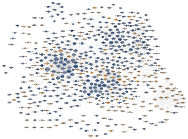 The hub genes determined in PPI networks.