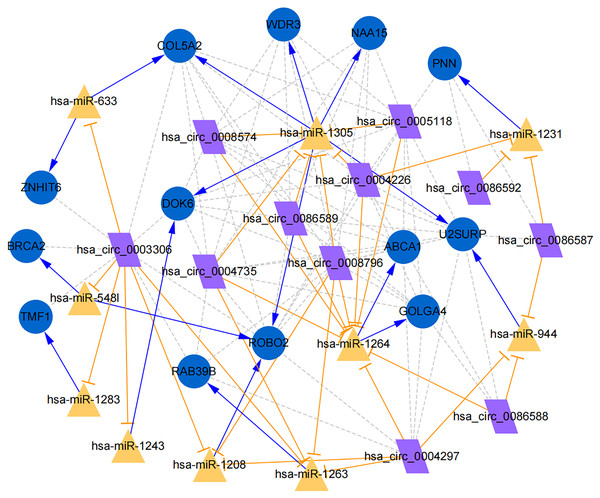 Establishment of circRNA-miRNA-gene network based on Cytoscape software.