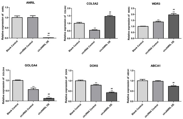 mRNA expression levels of six hub genes verified by qRT-PCR analysis.