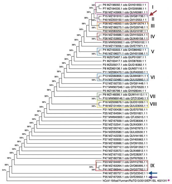 Maximum likelihood phylogenetic tree for the 47 truncated ORF8, using 500 bootstrap replications and the Hasegawa-Kishino-Yano model.