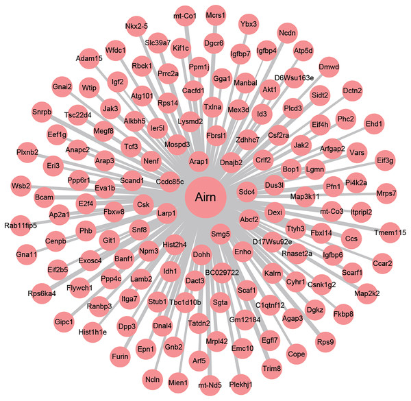 The co-expression network profiles of Airn and mRNAs.