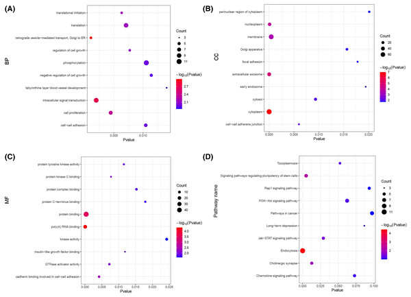 The GO and KEGG analyses of target mRNAs.