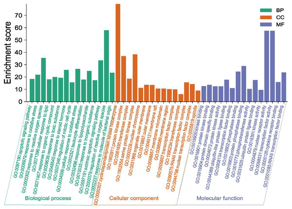 GO enrichment analysis of the Danshen-Guizhi drug pair on key targets for the treatment of ovarian cancer.