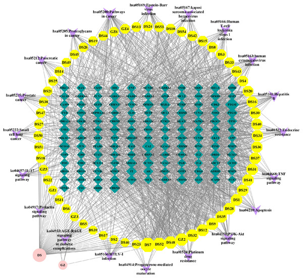 Network diagram of “component-target-pathway”.