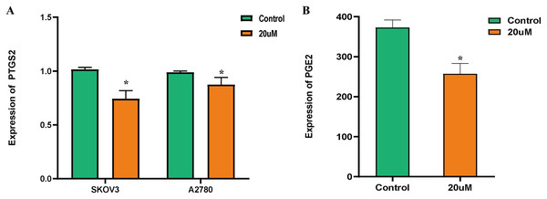 Expression of PTGS2 mRNA and PGE2.