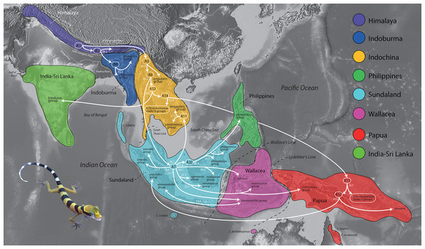The timing of early colonization routes.