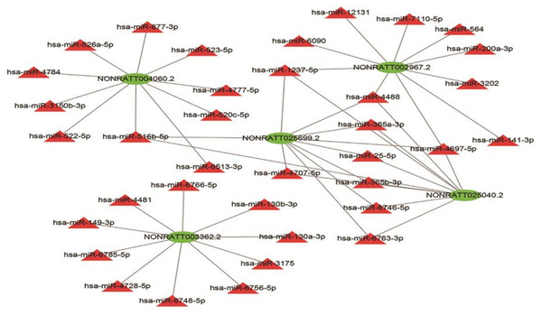 LncRNA–miRNA interaction network.