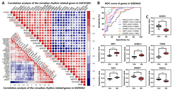 Correlation analysis of circadian rhythm-related genes.