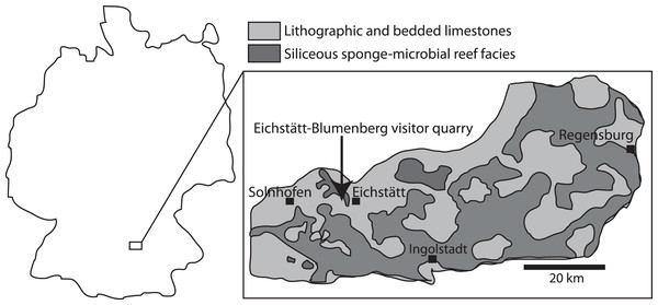 Map showing the Solnhofen area in Germany, and the Eichstätt-Blumenberg visitor quarry (latitude 48.9°N, longitude 11°E) where the ichthyosaur specimens were found.
