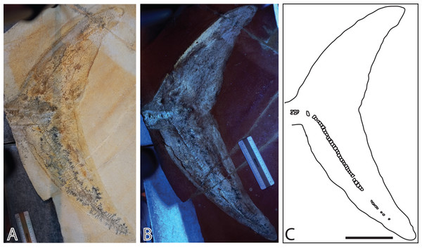 Late Jurassic ichthyosaur tail (JME-SOS2183) from Eichstätt-Blumenberg, Germany.