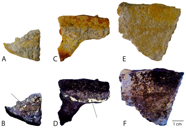 Samples analyzed from Late Jurassic Aegirosaurus sp. (JME-SOS-08369), for possible soft tissue.