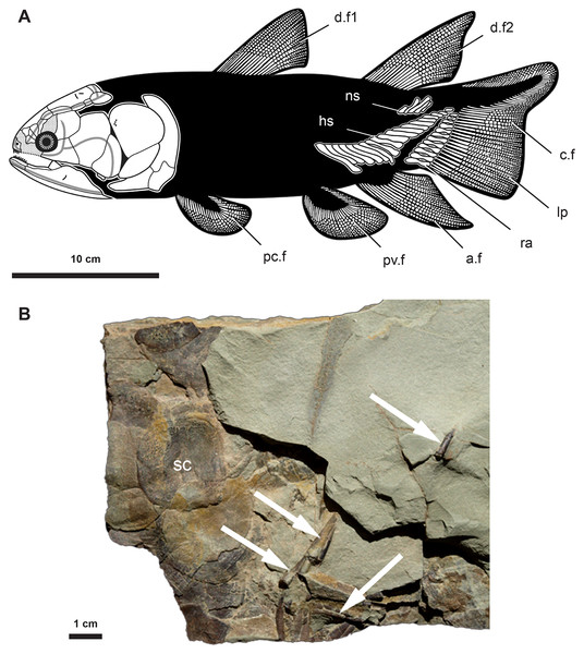 Anatomy and fossil material of Miguashaia bureaui.
