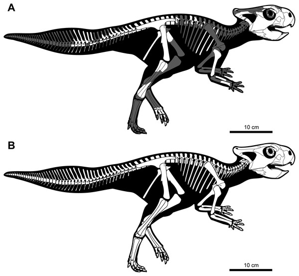 Skeletal reconstruction of juvenile Yamaceratops dorngobiensis (MPC-D 100/553) in right lateral view.