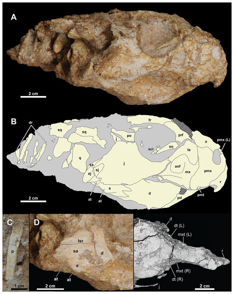 Skull of Yamaceratops dorngobiensis (MPC-D 100/553).