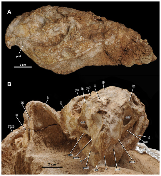 Skull of Yamaceratops dorngobiensis (MPC-D 100/553) in (A) left lateral and (B) anterior view.