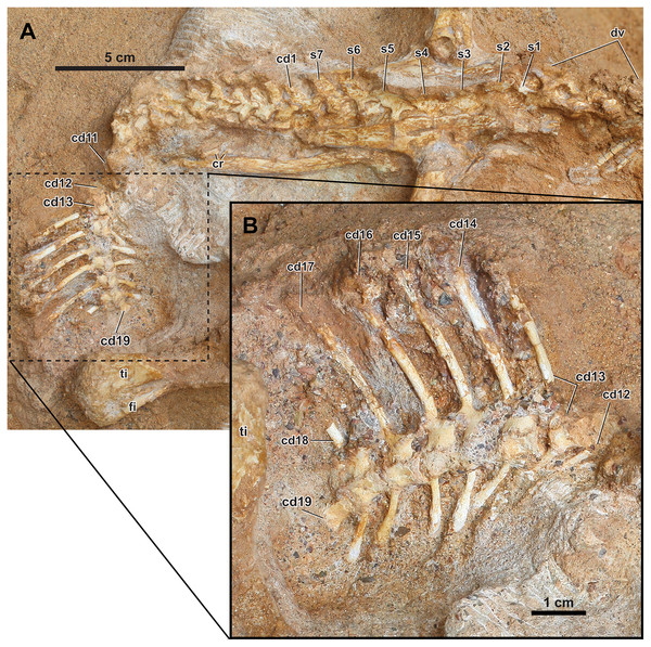 Axial skeleton of Yamaceratops dorngobiensis (MPC-D 100/553).