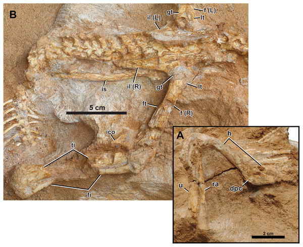 Right appendicular skeleton of Yamaceratops dorngobiensis (MPC-D 100/553).
