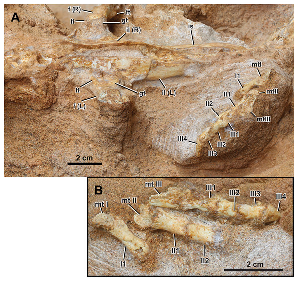 Left appendicular skeleton of Yamaceratops dorngobiensis (MPC-D 100/553).