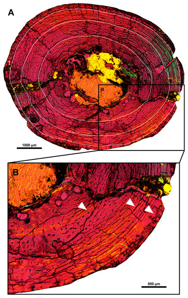 Histological section of the right humeral shaft of Yamaceratops dorngobiensis (MPC-D 100/553).